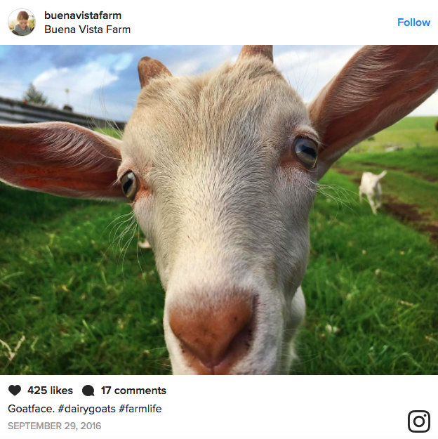 Buena Vista Farm Instagram Ginger Brown NSW Goat