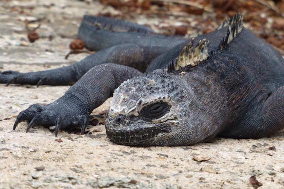 Galapagos