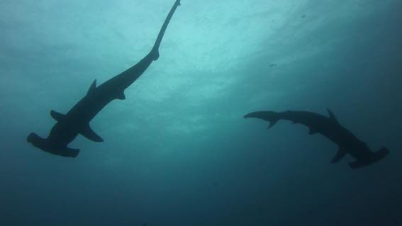 Galapagos sharks