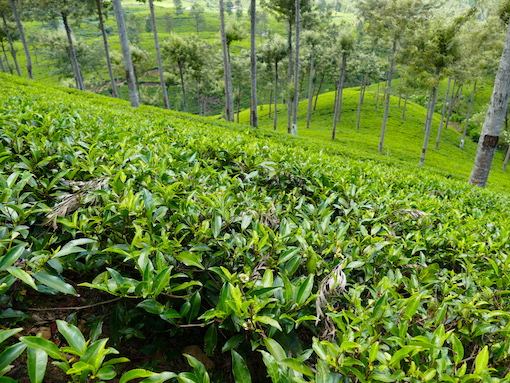 Sri Lanka scenery