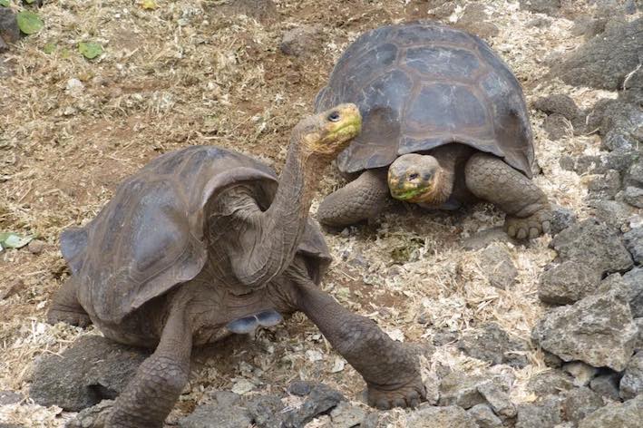 Galapagos turtles