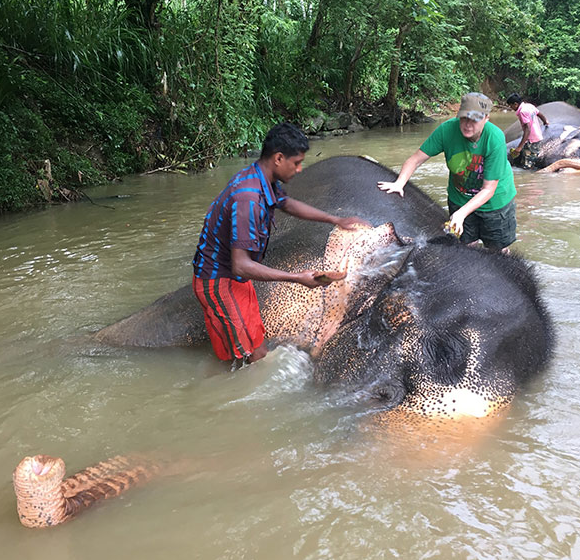 Elephants - Sri Lanka